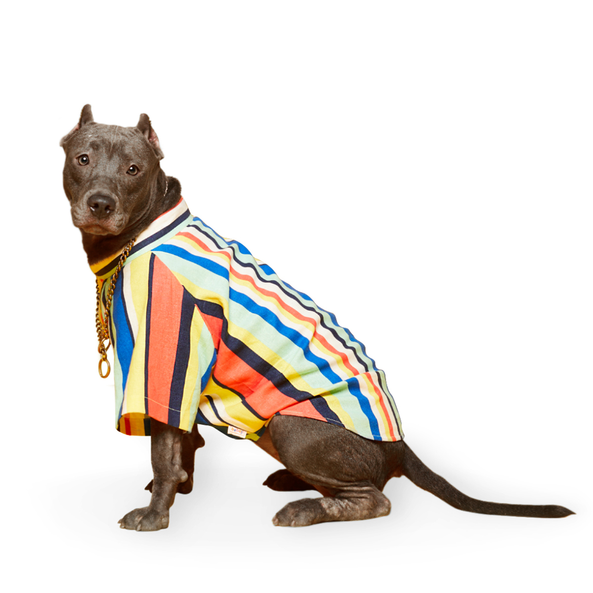 beboji Charlie Sheen Dog Shirt - L