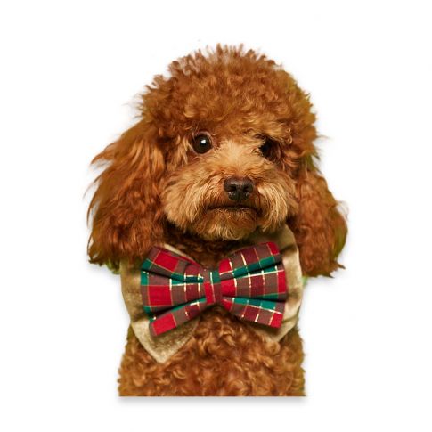 beboji Special Bow tie for Dogs