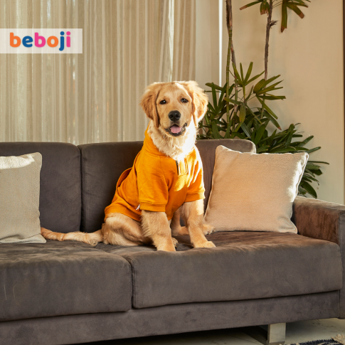 beboji Mustard Sweatshirt with Hoodie for Dogs