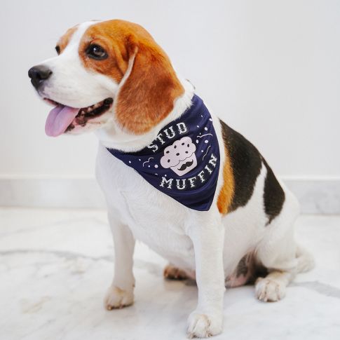 ZL Stud Muffin Dog Bandana