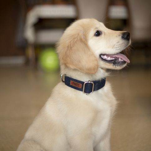 Mutt Of Course Dark Blue Denim Collar