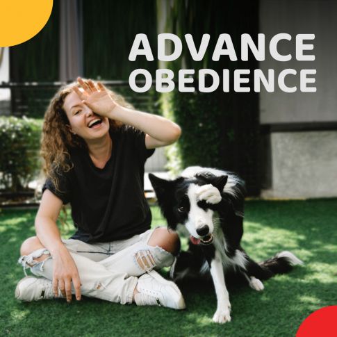 Zigly Behaviour Consultation And Training - Advanced Obedience Package