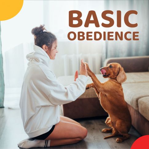 Zigly Behaviour Consultation And Training - Basic Obedience Package