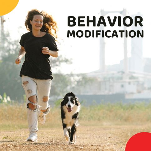 Zigly Behaviour Consultation And Training - Behaviour Modification Package