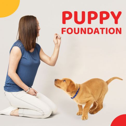 Zigly Behaviour Consultation And Training - Puppy Foundation Package