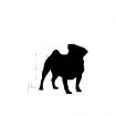 Royal Canin Pug Adult Dry Dog Food