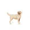 Royal Canin Labrador Retriever Adult Dry Dog Food