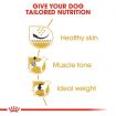 Royal Canin Pug Adult Dry Dog Food