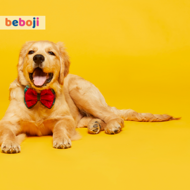 beboji Joy Bow tie for Dogs
