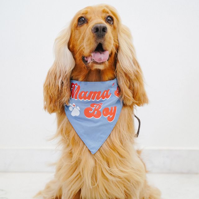 ZL Mama's Boy Dog Bandana-S