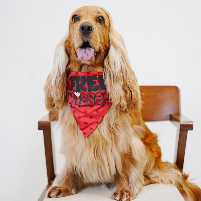 ZL Free Kisses Dog Bandana-S