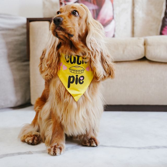 ZL Cutie Pie Dog Bandana-S