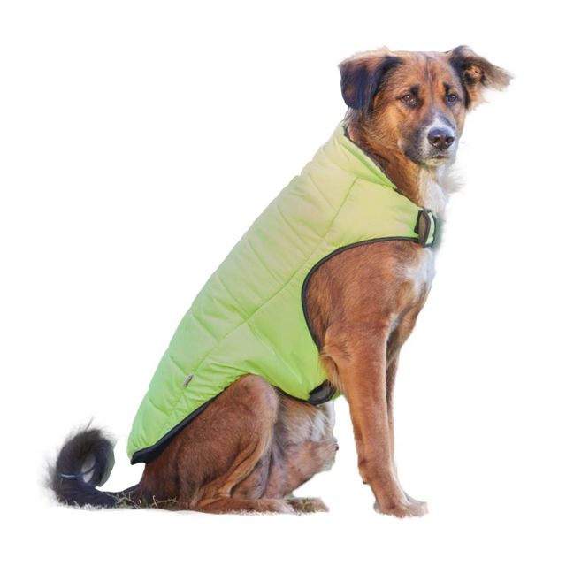 beboji Neon Jacket for Dogs - XL