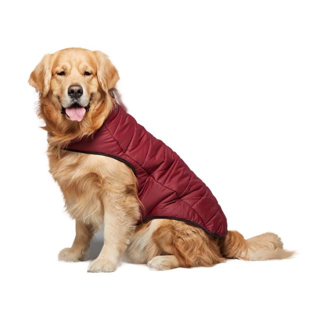 beboji Maroon Jacket for Dogs - L