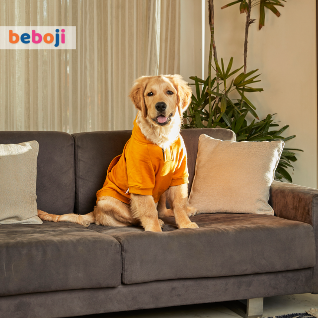 beboji Mustard Sweatshirt with Hoodie for Dogs - XL