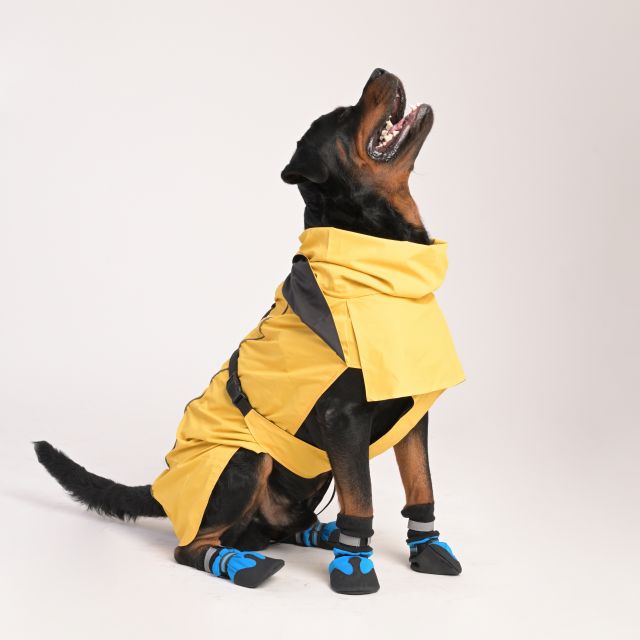 ZL Raincoat & Windcheater for Dogs - Blond-L