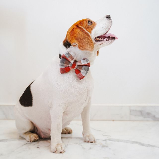  ZL Chocolatey Check Dog Bow Tie -M