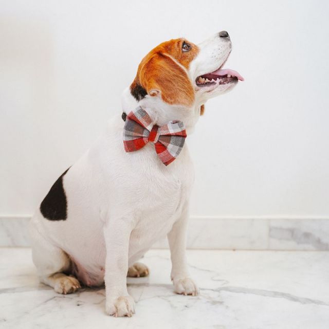Bow shop ties online