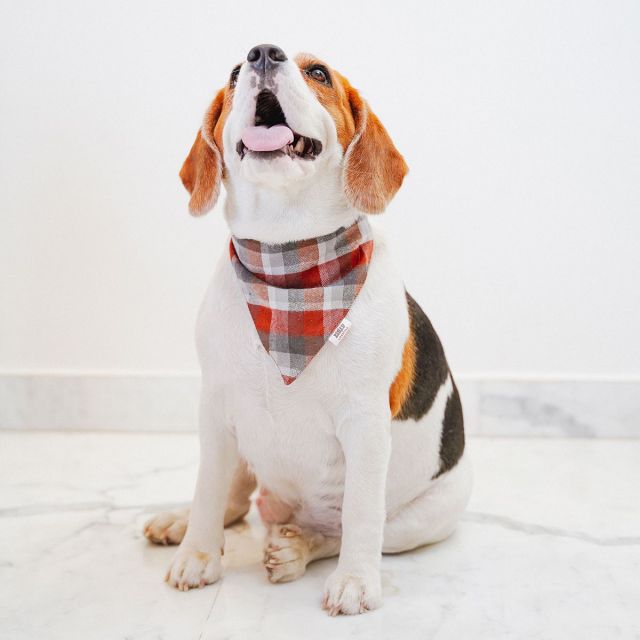 ZL Chocolatey Check Dog Bandana-M