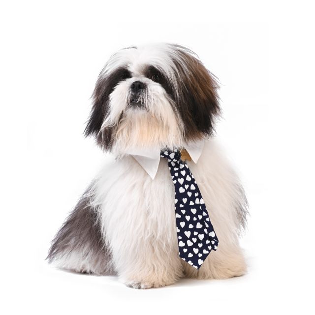 ZL XOXO Be Professional Dog Neck Tie-S