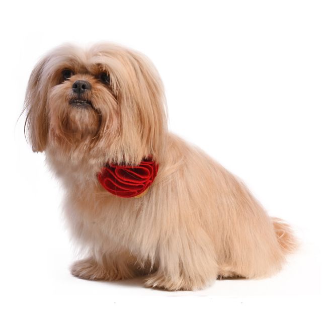 ZL XOXO Rose For My Valentine Dog Bow Tie-S