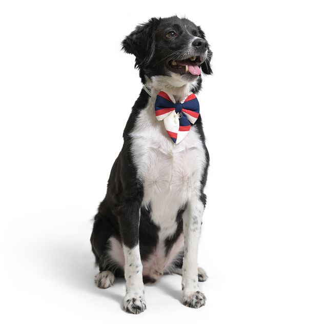 ZL Classic Sailor Stripe Bow-Tie For Dog Days