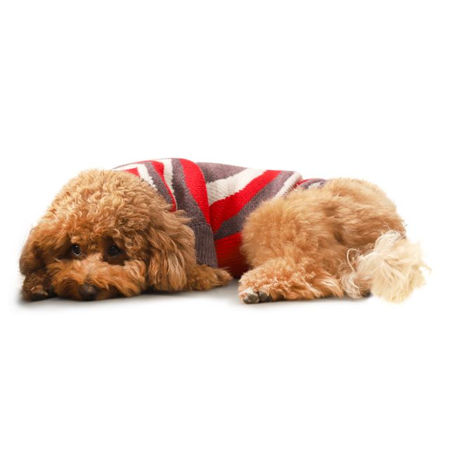 Best place to buy dog on sale clothes