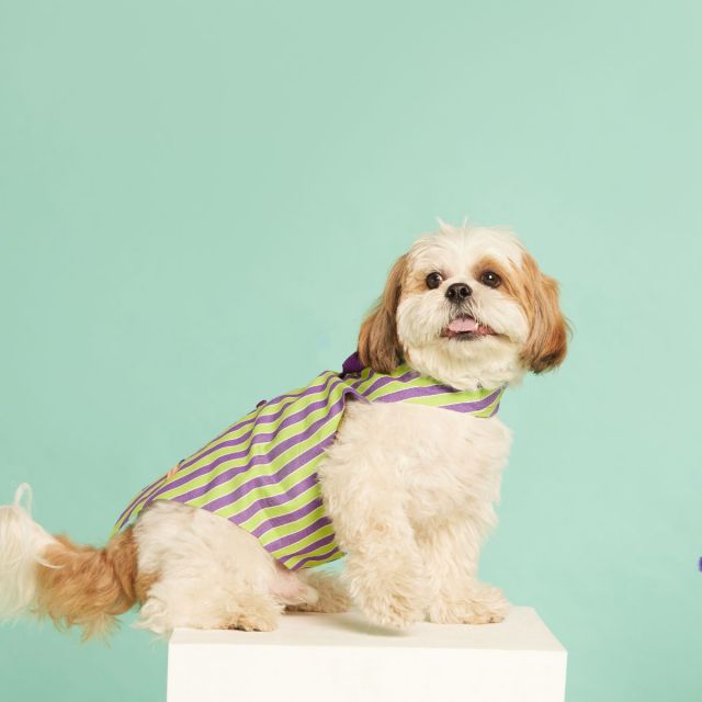 beboji Grassy Stripe Tux with Bow-M