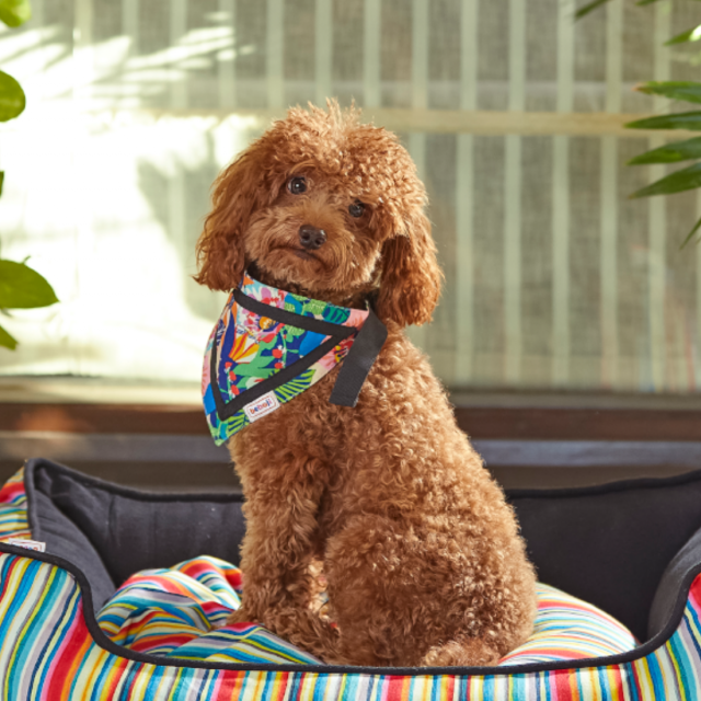 beboji Tropical Twist Dog Bandana - S
