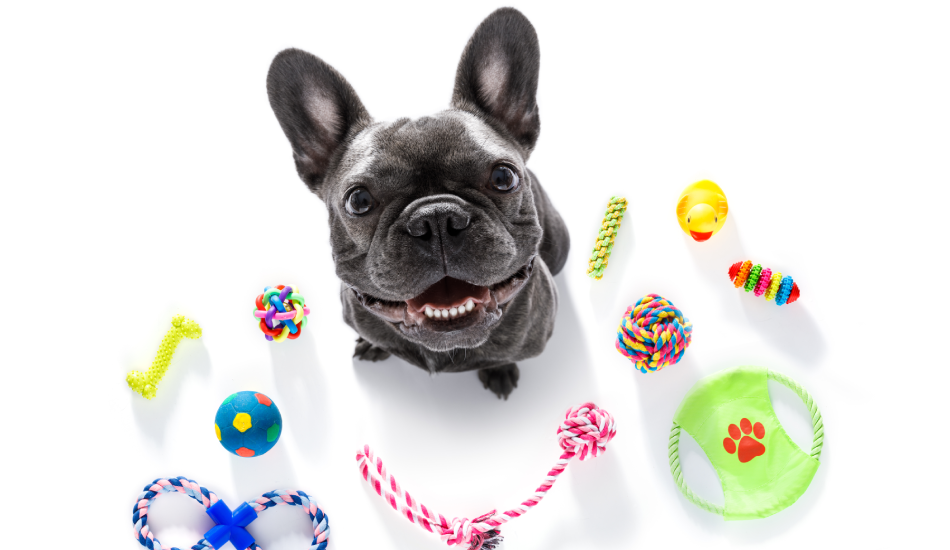 Pet Supplies Must-haves for New Dog Owners