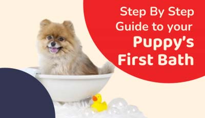 Zigly's Step By Step Guide To Your Puppy's First Bath
