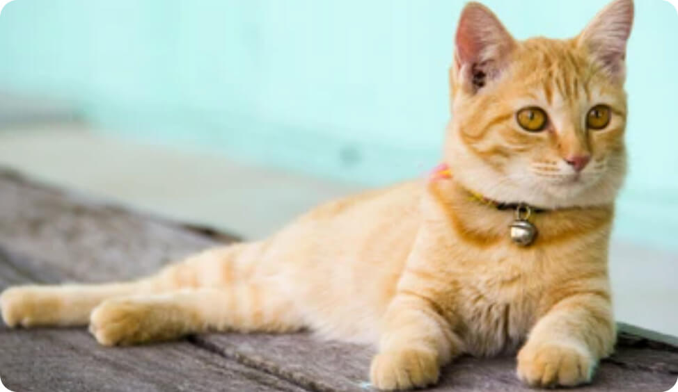 6 Stunning Yet Functional Cat Collars to Upgrade Your Kitty's Wardrobe