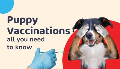 Puppy Vaccination Schedule 2021: All You Need to Know About Puppy Vaccinations