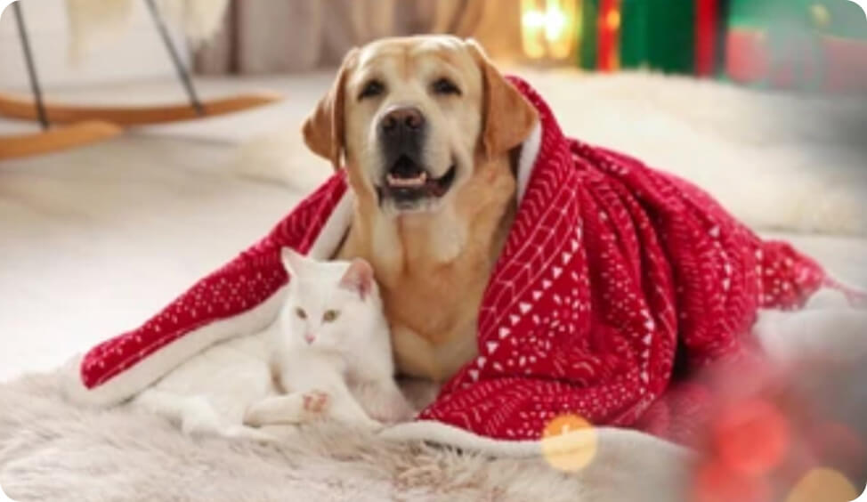7+ Winter Care Tips for Happy & Healthy Pets