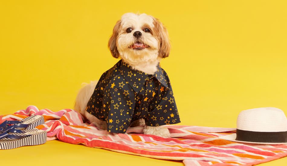 5 Top Pet Clothing Market Trends for the Furries to Stay on Fleek 