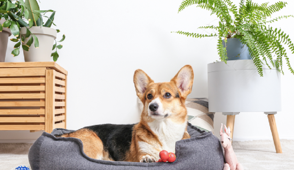 7 Summer Essentials to Keep Pets Happy and Thriving  