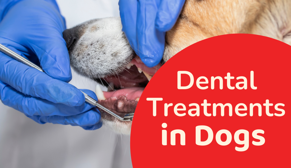 Everything You Should Know About Dog Dental Treatment 