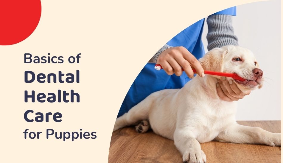 Basics of Dental Health Care for Puppies 
