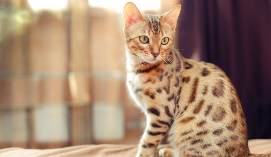 Bengal Cat 101: Their Story & All You Need to Know