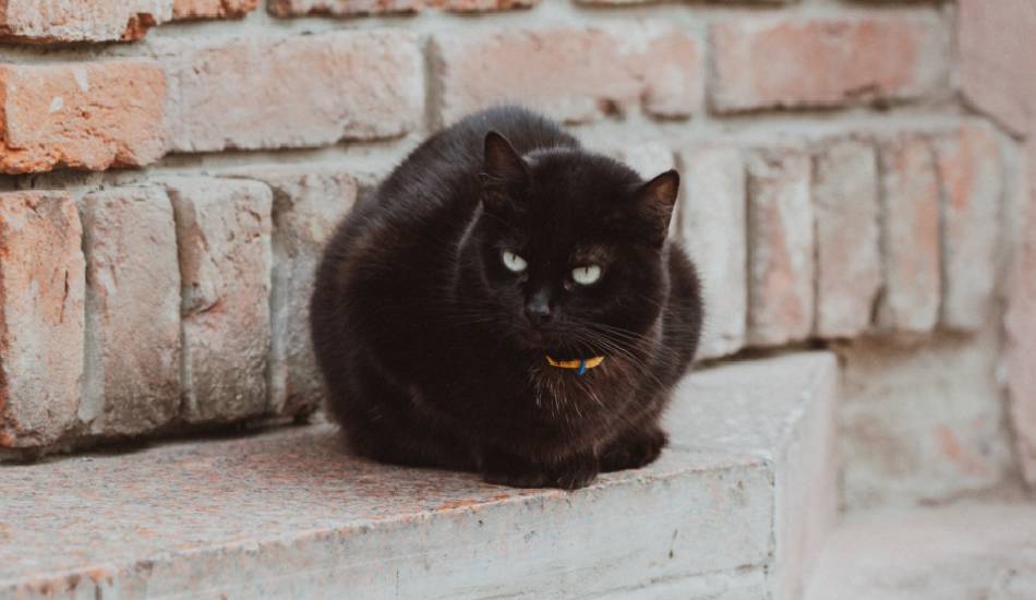 Bombay Cat 101: Their Story & All You Need to Know