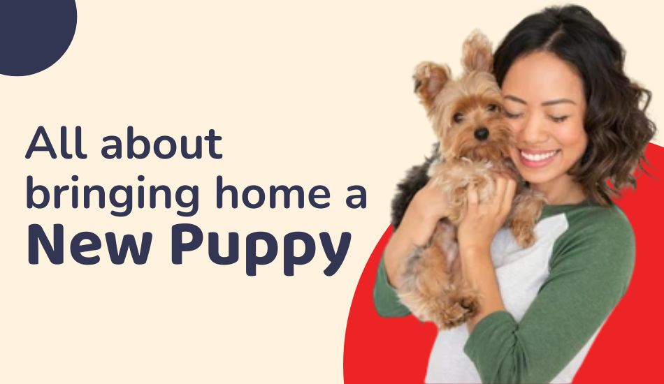Bringing Home A New Puppy? Here is What You Should Ask Yourself! 