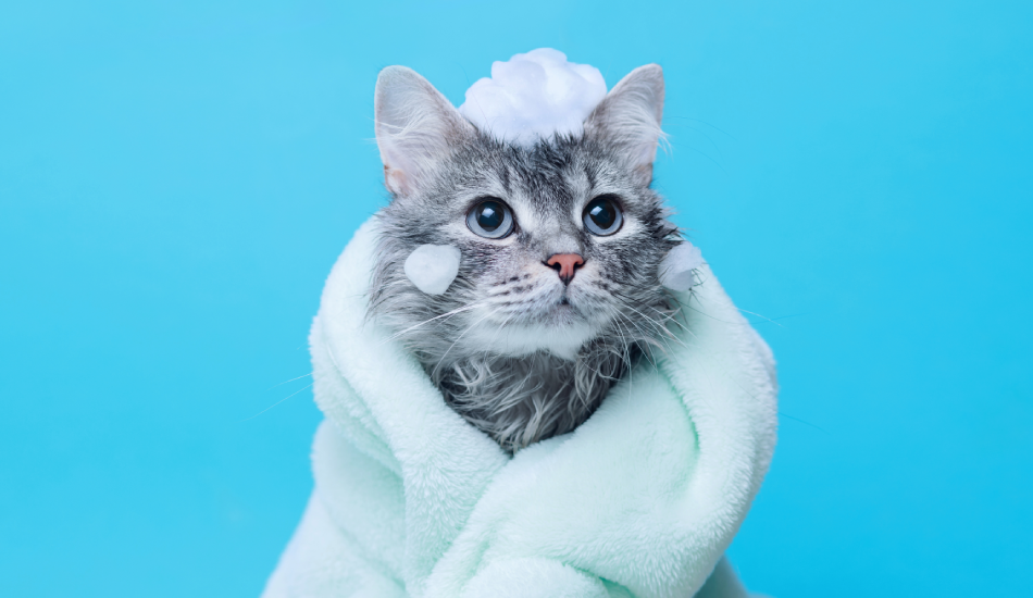 A Comprehensive Guide to Understanding the Basics of Cat Grooming & Hygiene