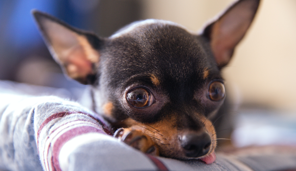 Chihuahua 101: Their Story & All You Need to Know