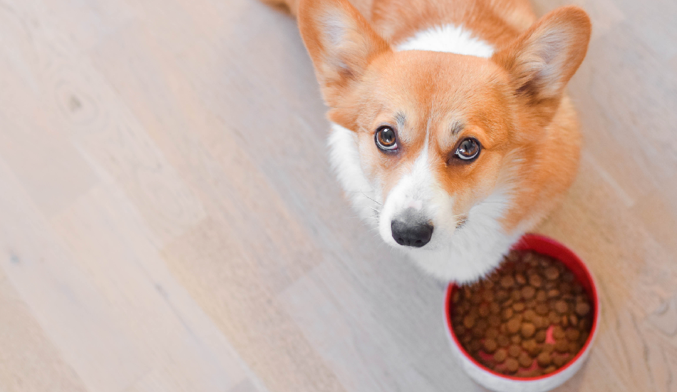 The Ultimate Guide to Choosing the Right Dog Food: Tips and Recommendations for a Healthy Diet