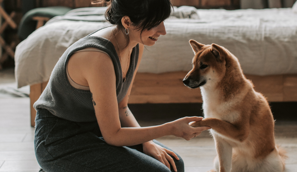 Clicker Training For Pets: Introduction to Clicker Training, Its Effectiveness In Teaching New Behaviours And Tricks to Pets