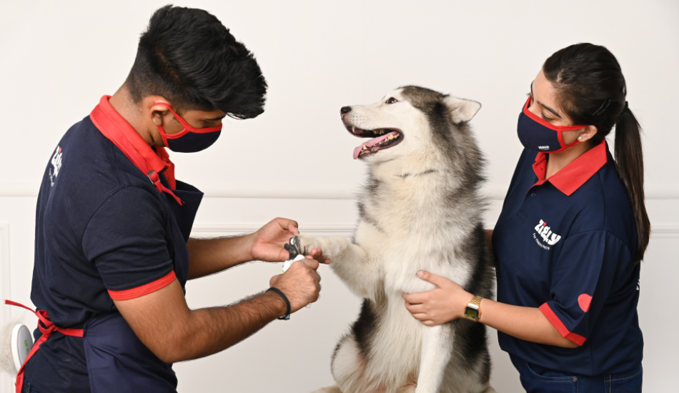 Coat Care & Pet Grooming: What Should You Know?