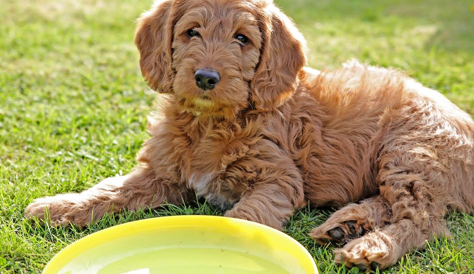 How Much Water Should A Dog Drink In A Day?