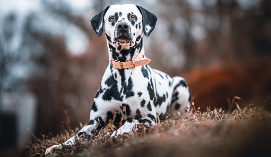 Dalmatian 101: Their Story & All You Need to Know