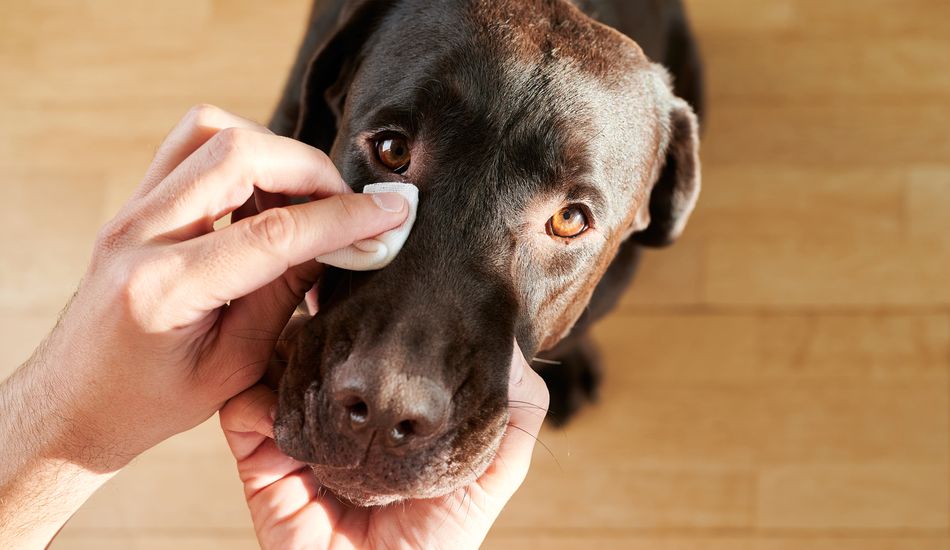 Did You Know About These Common Eye Problems in Dogs?