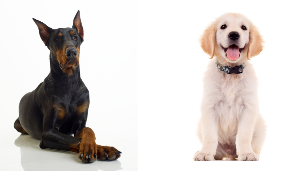 Doberman VS Labrador: Which Breed is Better?
